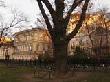 Так называемый Пушкинский дуб , которому более 200 лет Тверской бульвар